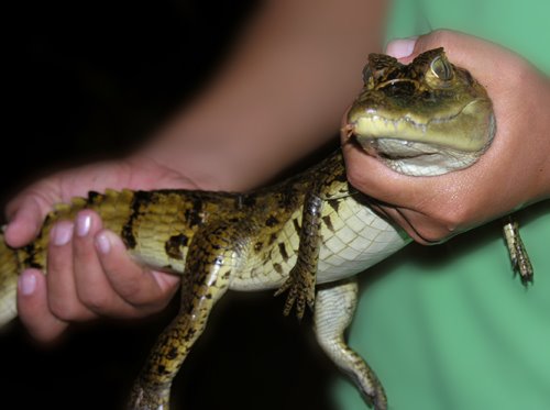 Little caiman by IPAAT