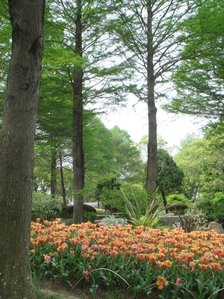 Hattori Ryokuchi Park Botanic-Garden by takshino