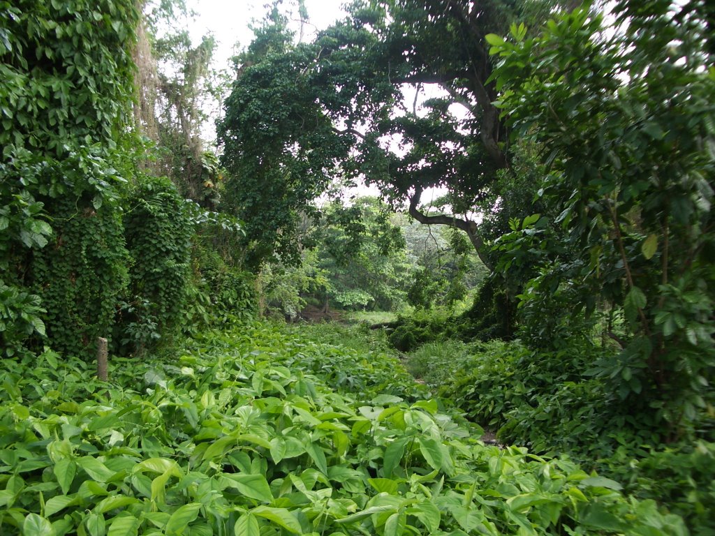 Ciudad de la habana cuba "bosque de la Habana" by © xeima