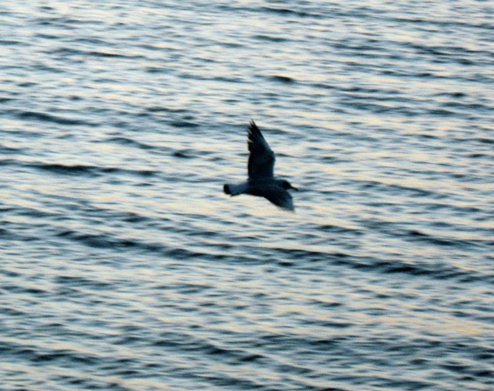 Seagull Flying Over The Lake by Aysuhan Ufi