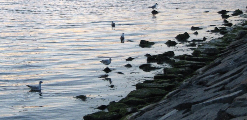 Gulls Playing with Water by Aysuhan Ufi