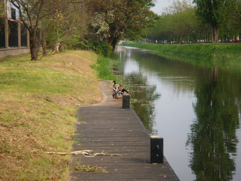 Grand Canal In Suir Road by rmrony