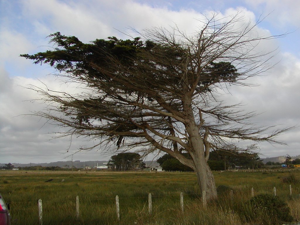 Arbol camino a balseo Nehuentué by Waldo Valderrama