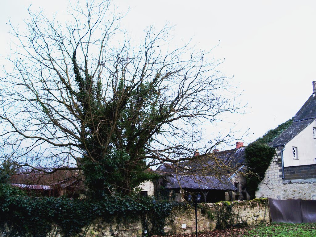 The Manoir de la Giraudiere. Beaumont-en-Véron. Trees in the car park. by bobhampshire