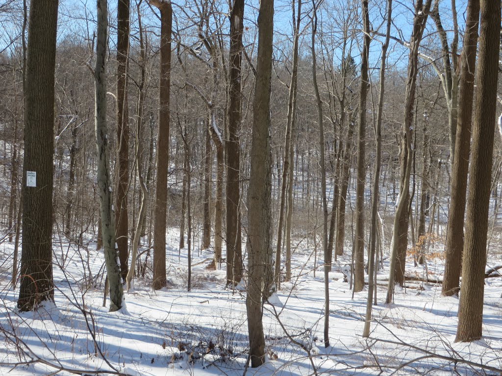 Ridgefield Open Space by rogerking