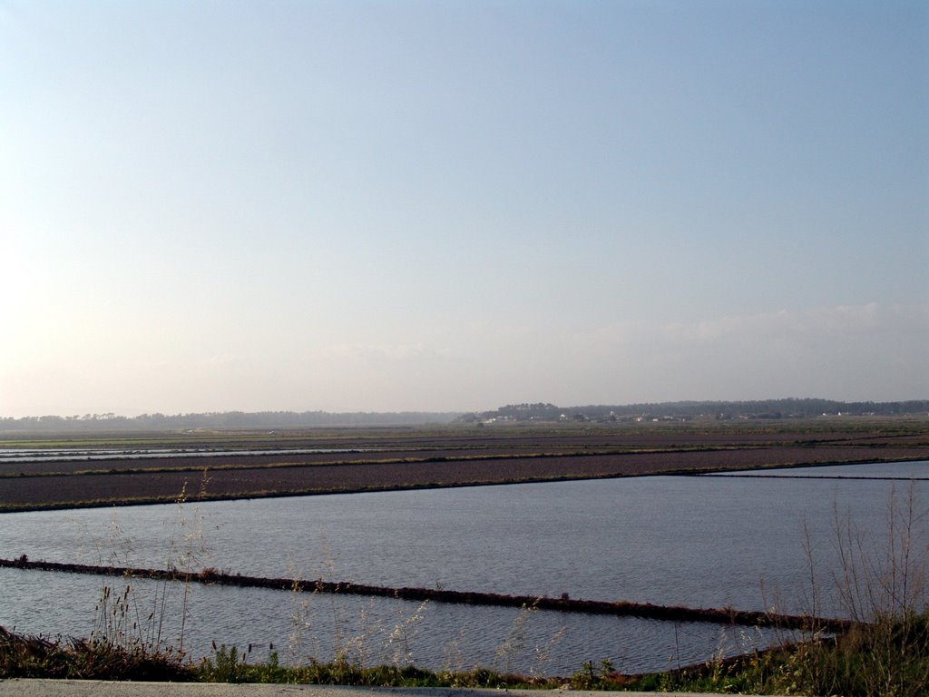 CARVALHAL-(Setubal)-Portugal-Rice fieds by Rui Simão-(Beja)-pt