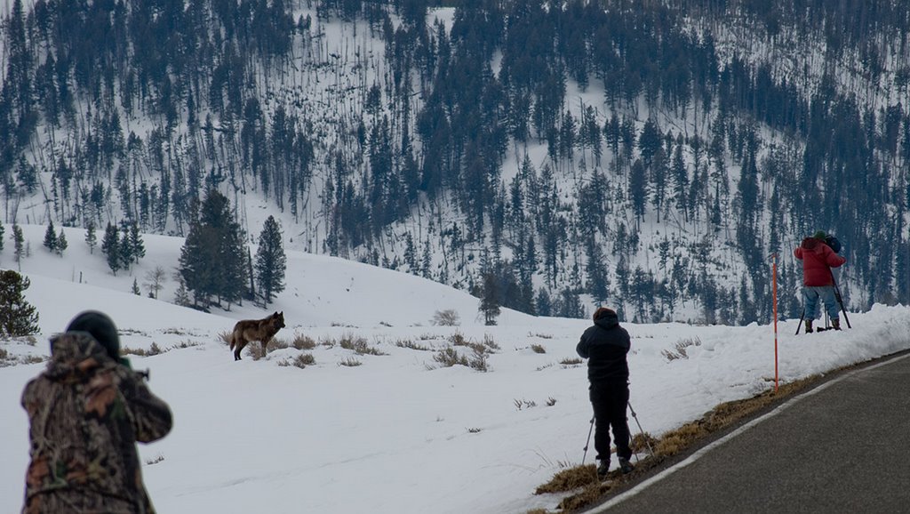 Wolf and photographers. Yellowstone by Ralph Maughan