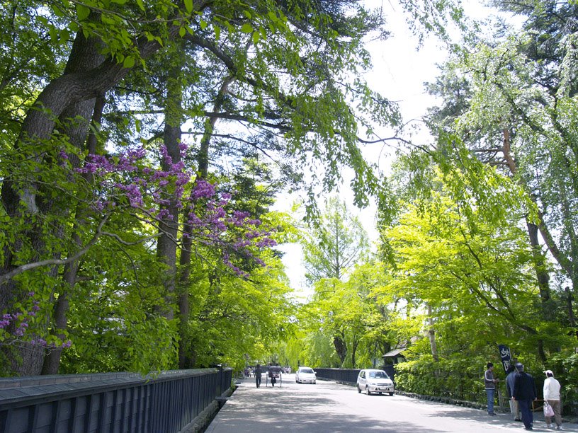 Shade of Trees by tsushima