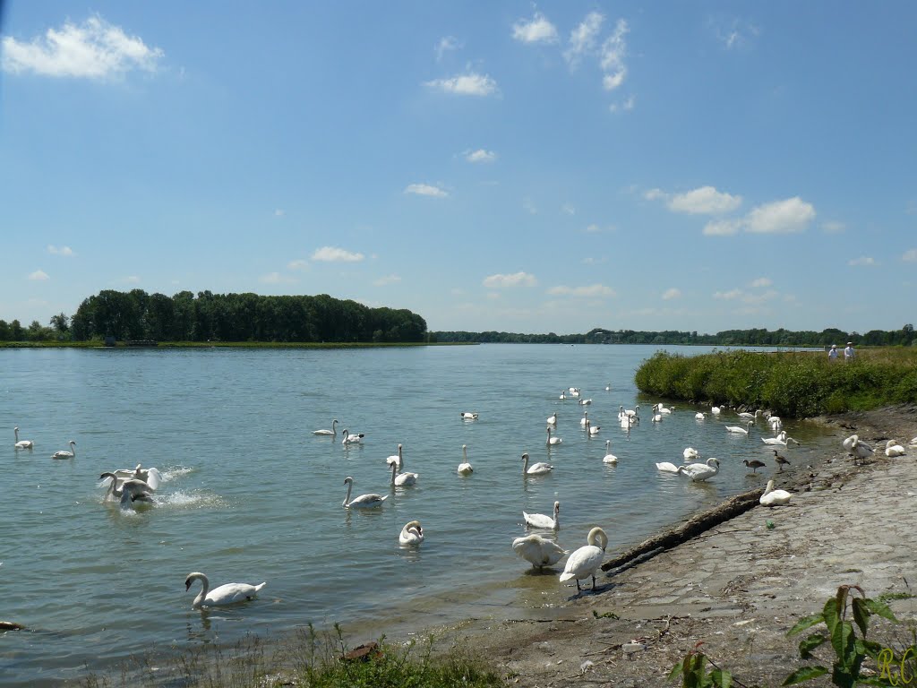 Le Rhin à Fort-Louis, France by Roland Courtin