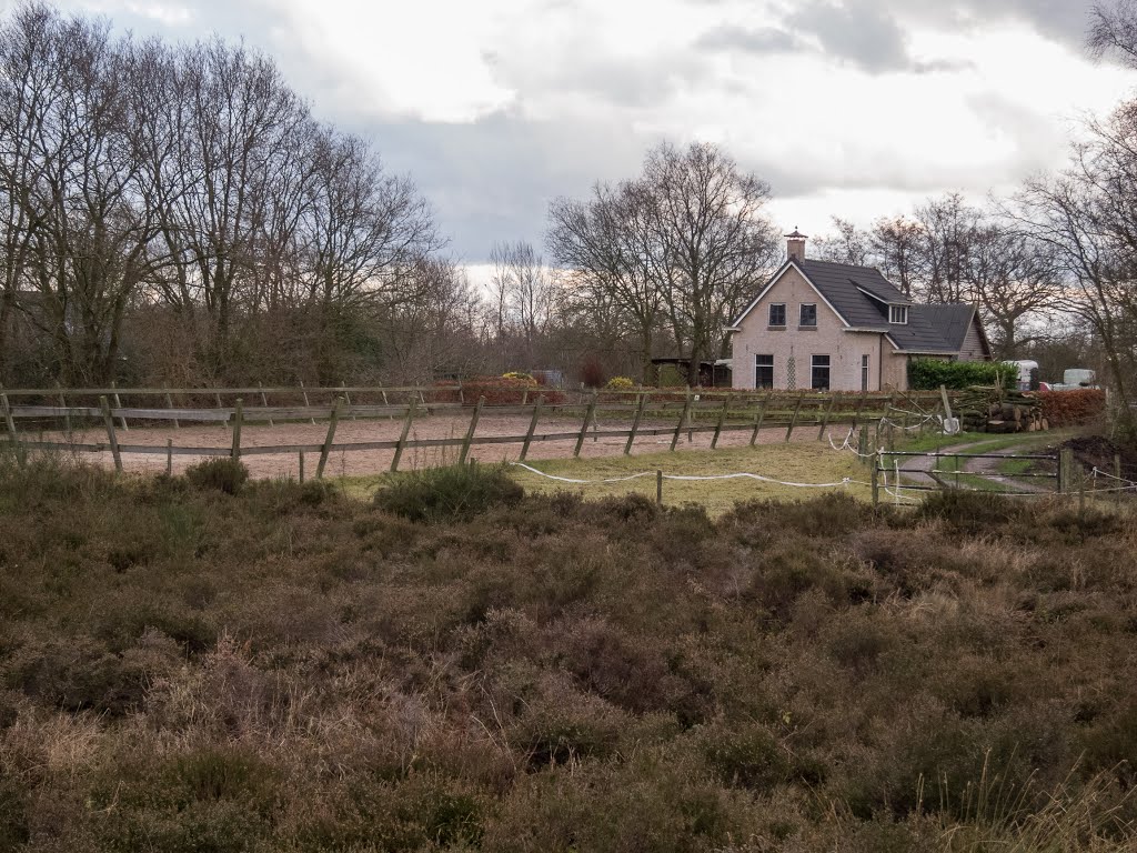 Sumarreheide Joute van der Meerweg (BB) by Bayke de Vries