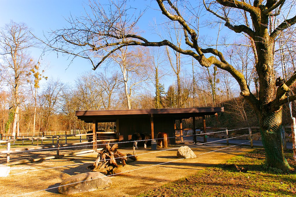 Tierpark Lange Erlen by Golinski Janusch