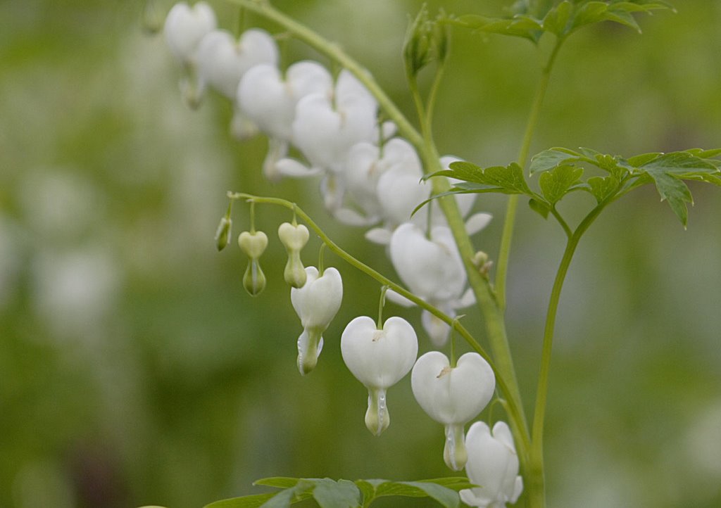 Venus's car, Bleeding Heart, Dutchman's Trousers, Cœur de Marie, Cœur-de-Jeannette, Gebroken Hartje (Dicentra spectabilis 'Alba') by Erik van den Ham