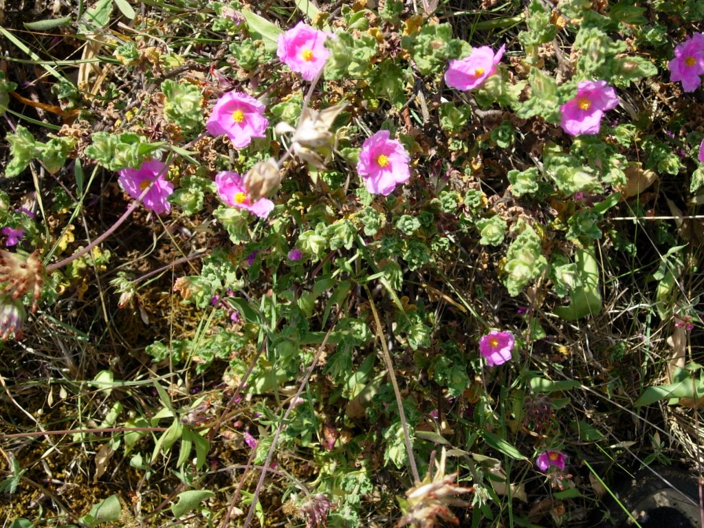 DSCN0307 Cistus albidus by Horst Engels