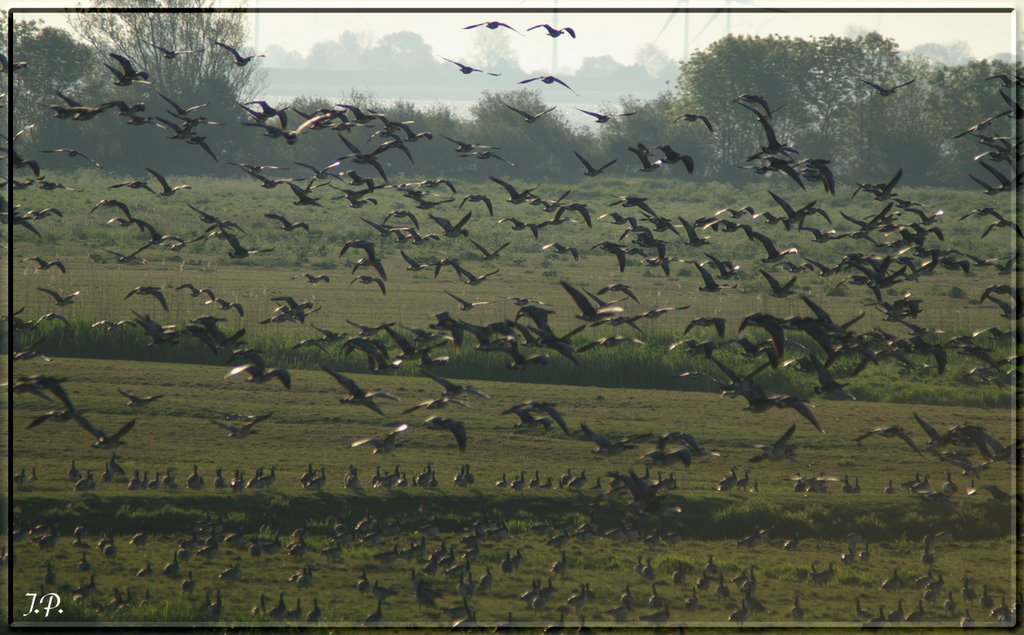 Geese II by Jörg Petersen