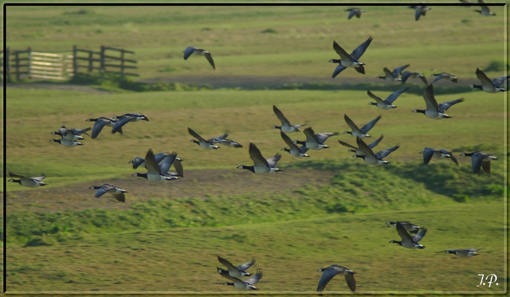 Geese IV by Jörg Petersen