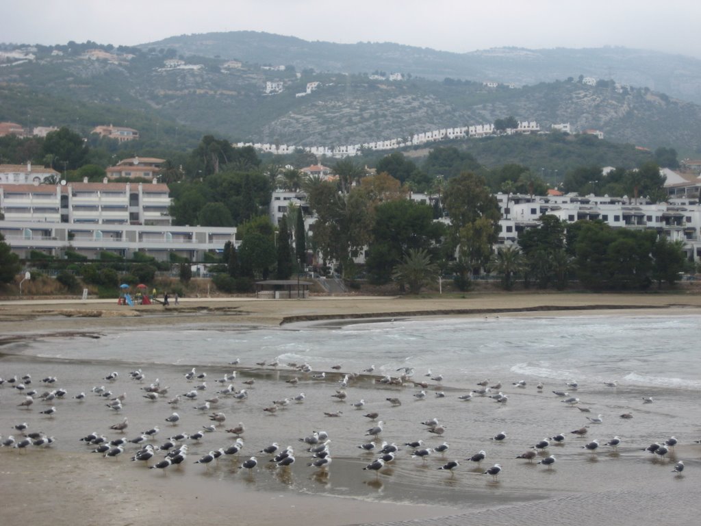 Playa de las fuentes,con gaviotas by j.r.r.m.