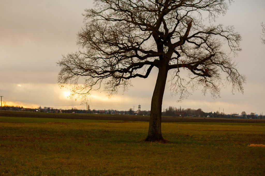 Vue sur La Wantzenau by aurel.ebel