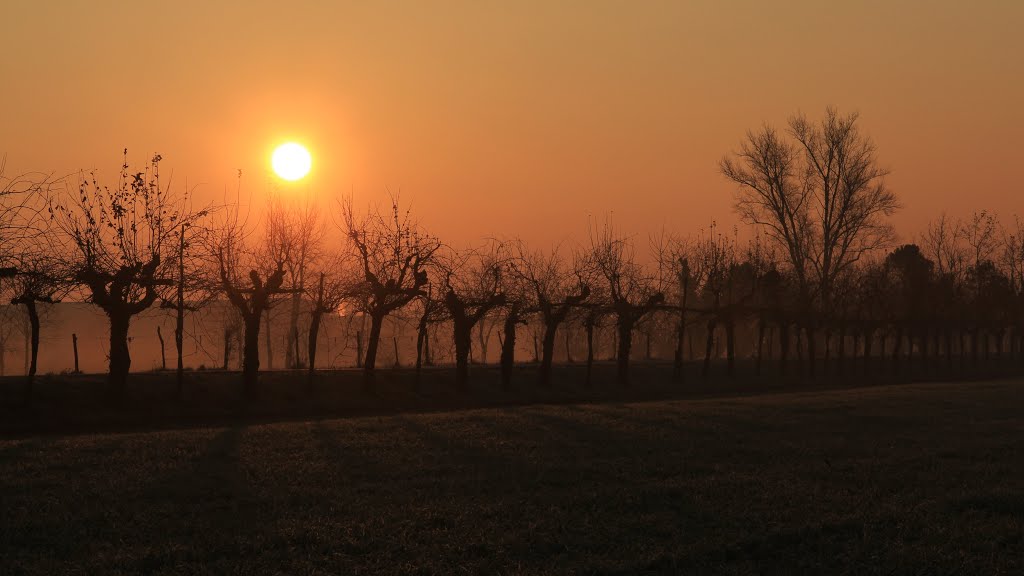 Wineyard ...at first morning !!! by Panozzo 64