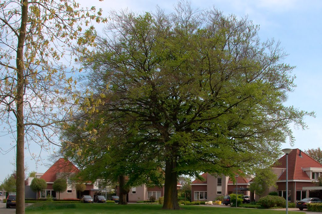 Machtige beuk - Weert Molenakker by Wiel Geraedts