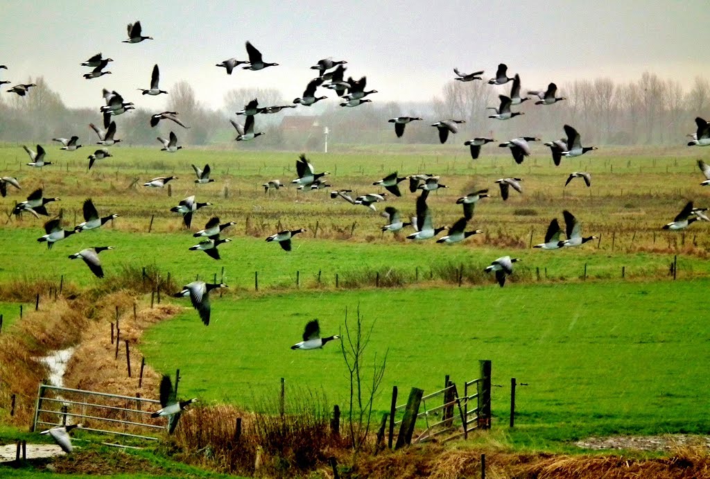 Flight of the Barnacle Goose. by GerdaM.