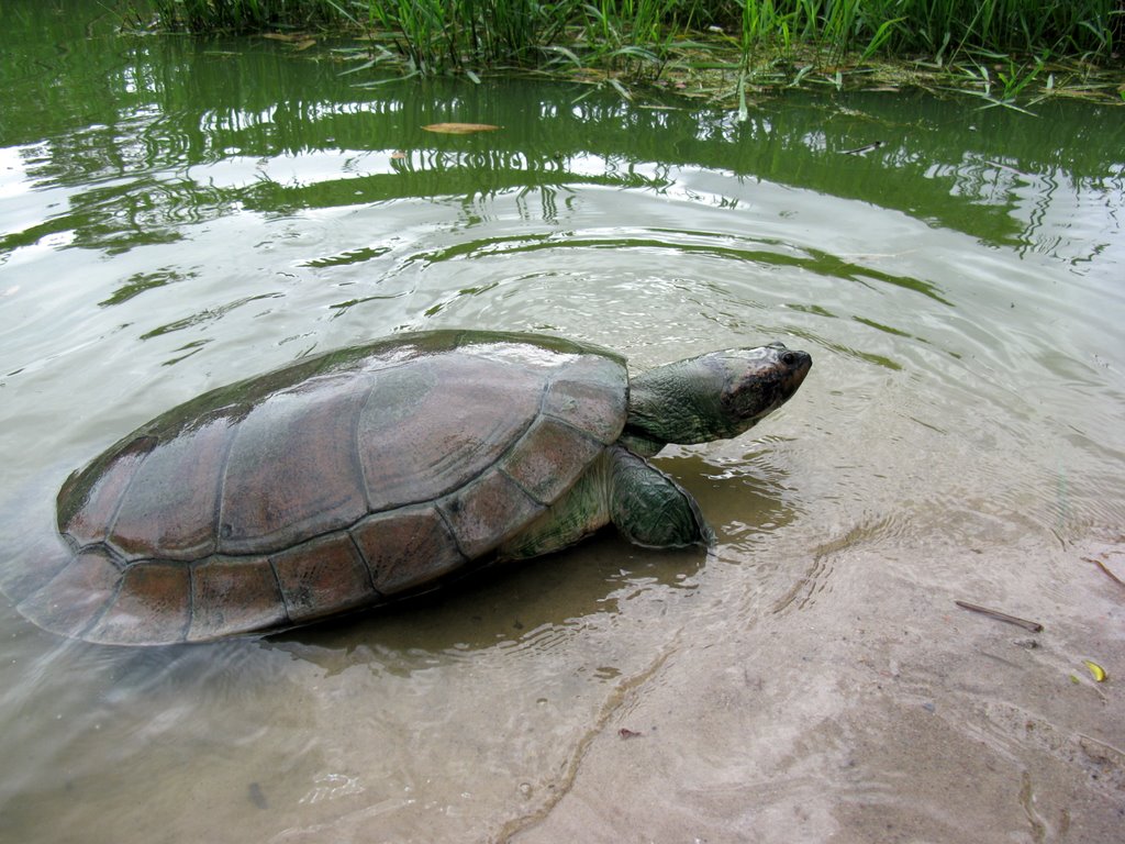 River turtle by Peter van der Sleen