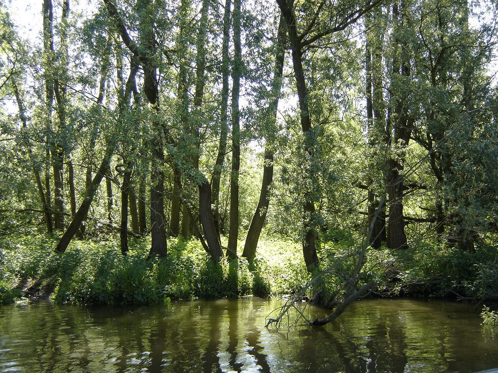 Hollandse Biesbosch by harry nl