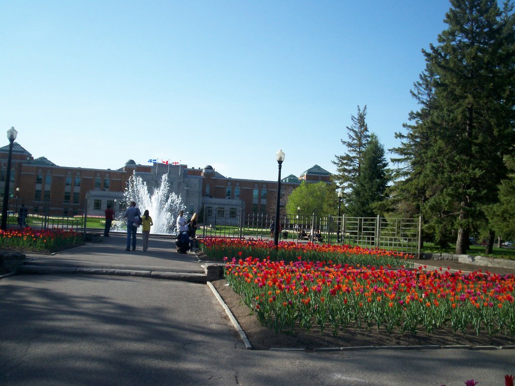 Tulipes Jardin Botanique Montreal by Roencanada