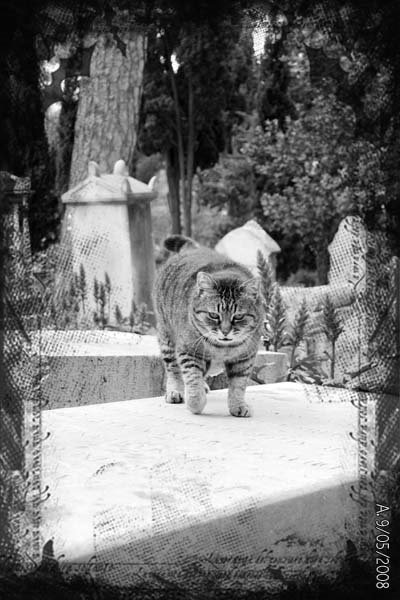 The Non-Catholic or Protestant Cemetery in Rome. The Guardians of the Departed. by IllusionMaker