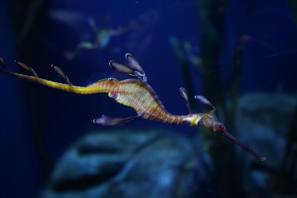 Weedy Seadragon by Yikun Huang