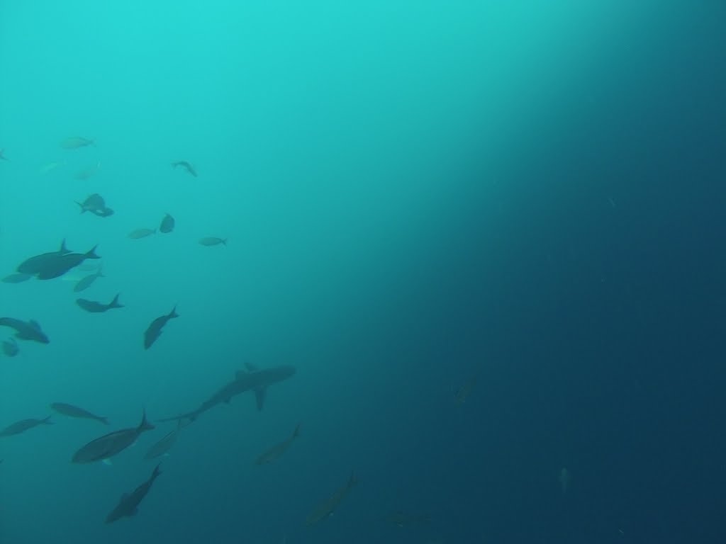 White tipped reef shark, Kicker Rock, Isla San Cristóbal, Galápagos Islands by Giuseppe D'Ambrosio