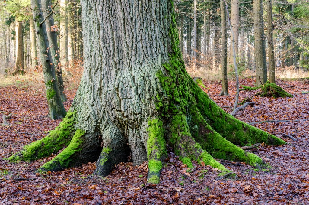 Alte Eiche im Wohldorfer Wald. by Hans Wolters