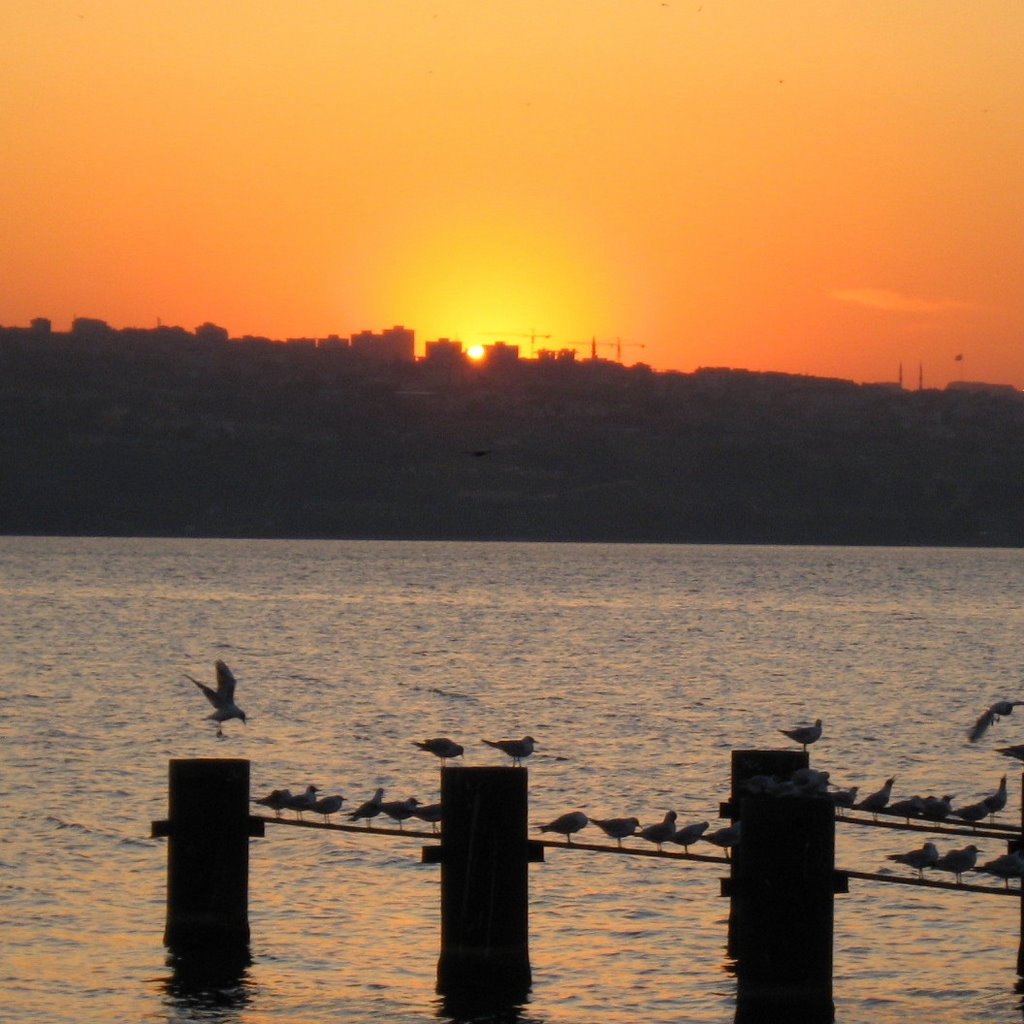 Seagulls with Sunset by Aysuhan Ufi