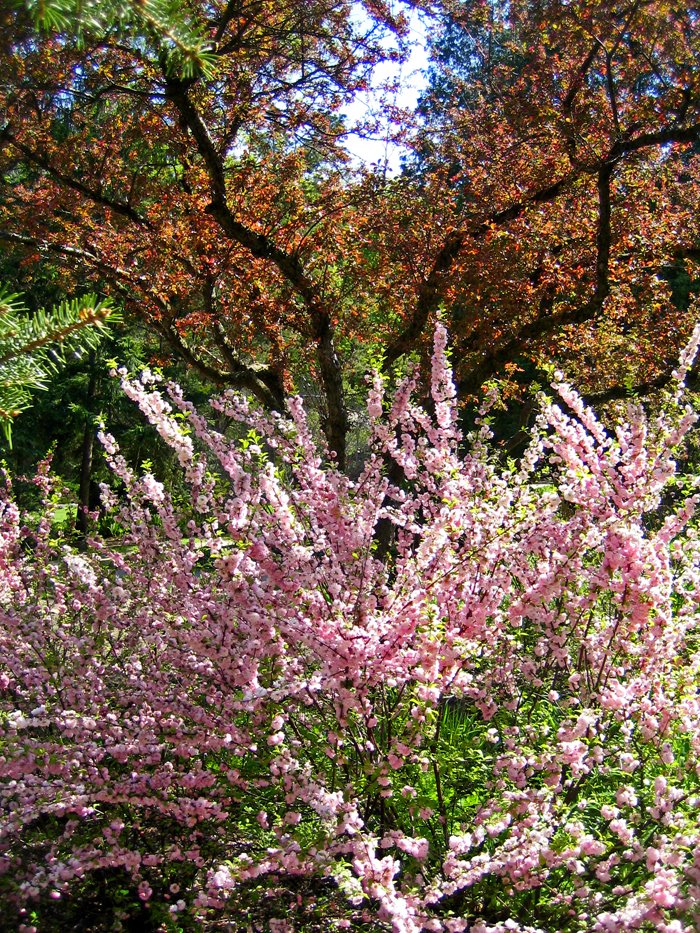 Springtime Blossoms by Nikbrovnik