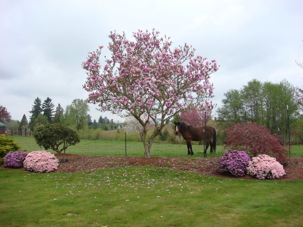 Magnolia tree, Azaleas and a horse... by DeEtte Fisher