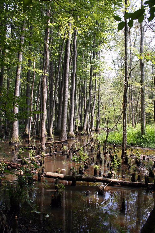 Cole Creek Swamp, Mississippi by FlyoverCountry