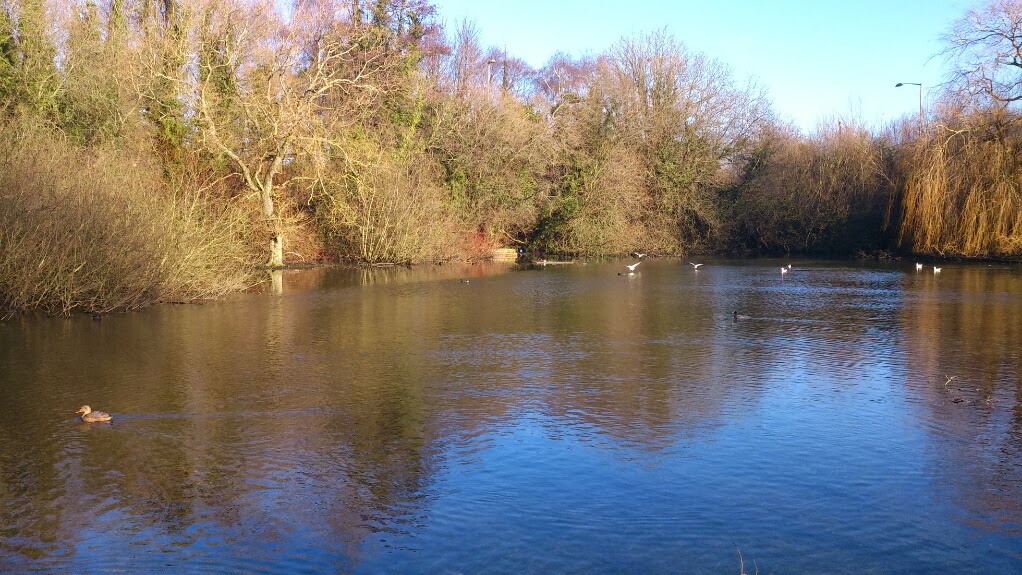 Black Dam Pond, Basingstoke, Hampshire, UK by Michael Boks