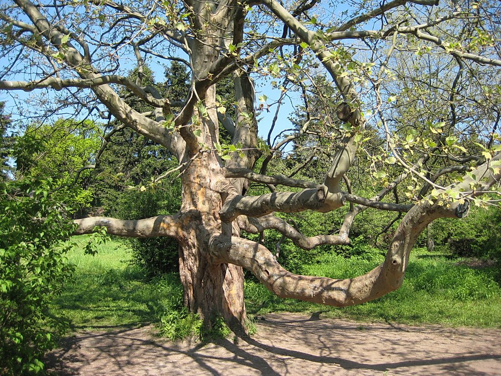 Pechersky Botanical garden by Evgenia Lepikhova