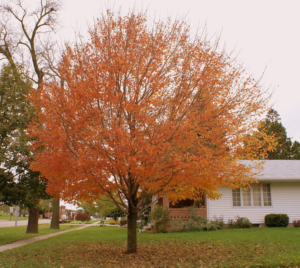 Bloomfield, NE: in autumn by pylodet