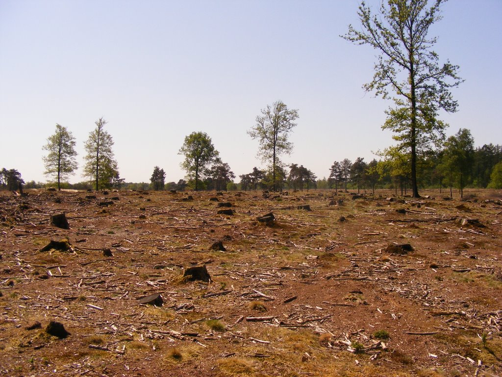 Deforestation by Jan de Boer