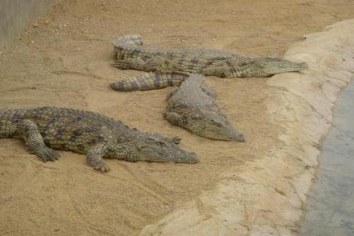 Africa ZOO Crocodiles by vegaz