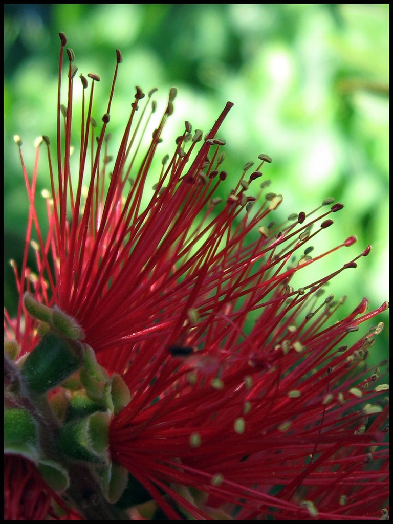 Explosion de rouge by Zoom by D.Bertizzolo