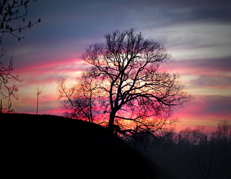 Tree at the sunset by droid666