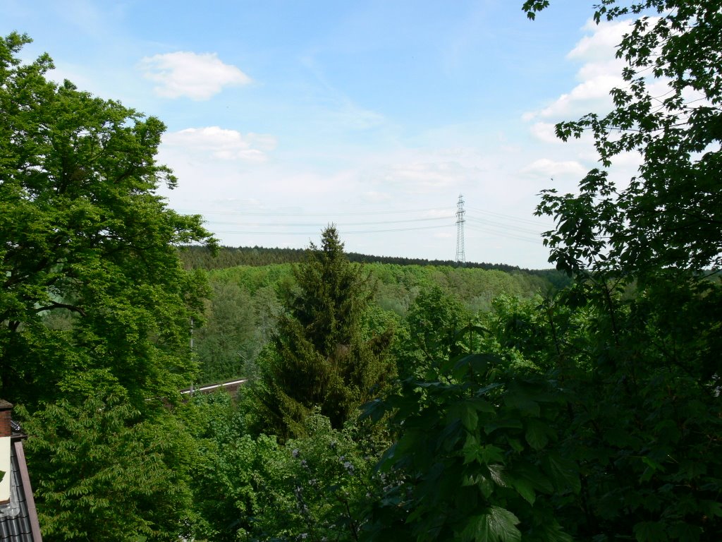 Sachsenwald bei Bergedorf by Zucker1972