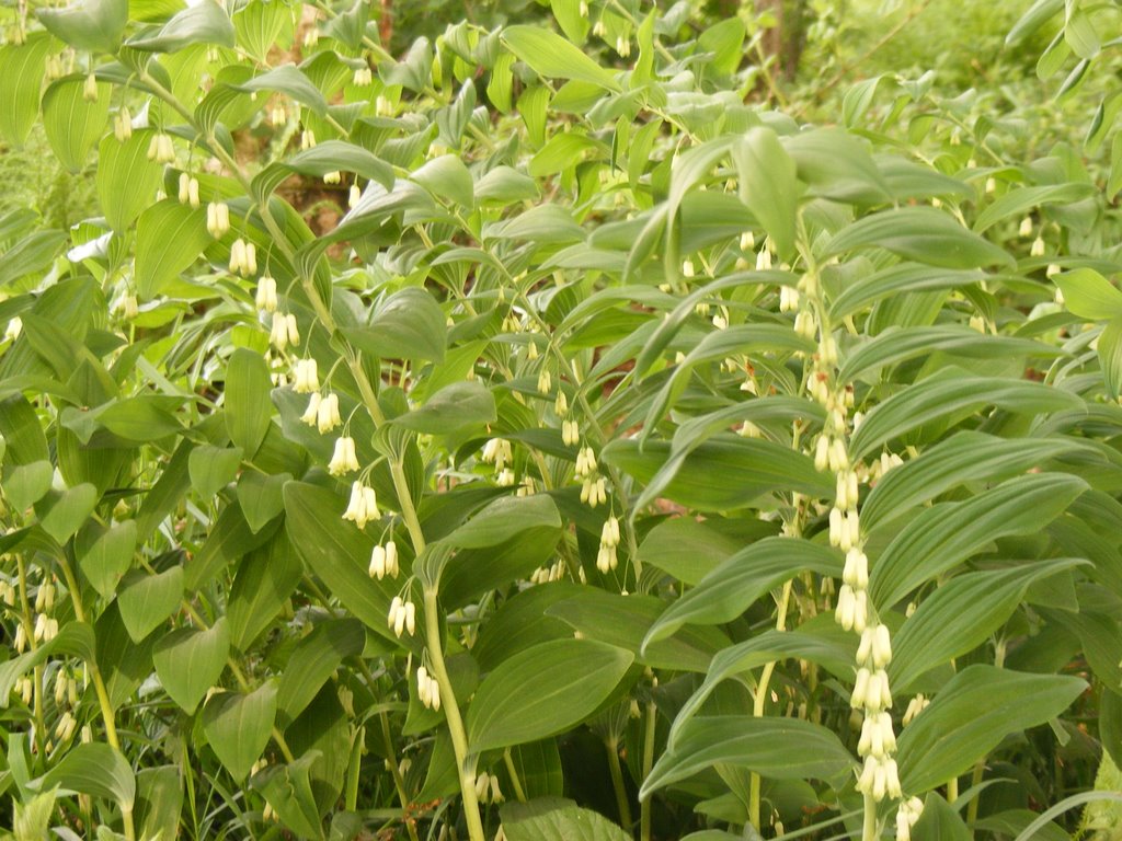 Salomonszegel - Scented Solomon's-seal by Jan de Boer