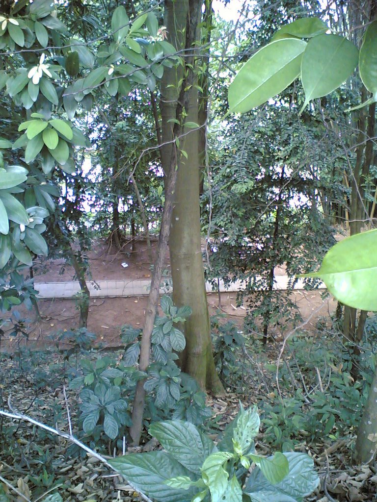 'Bamboo Trail' -a walkway at Bukit Nanas Forest Reserve, Kuala Lumpur Malaysia. by Sivajism