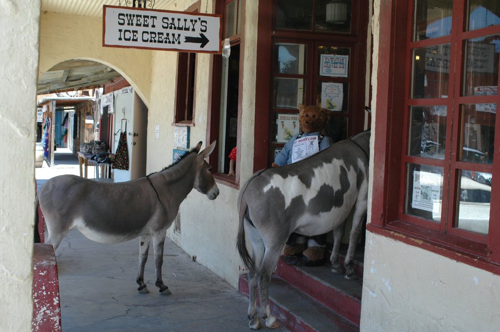 Oatman donkeys lined-up for Ice Cream! by Canmac2