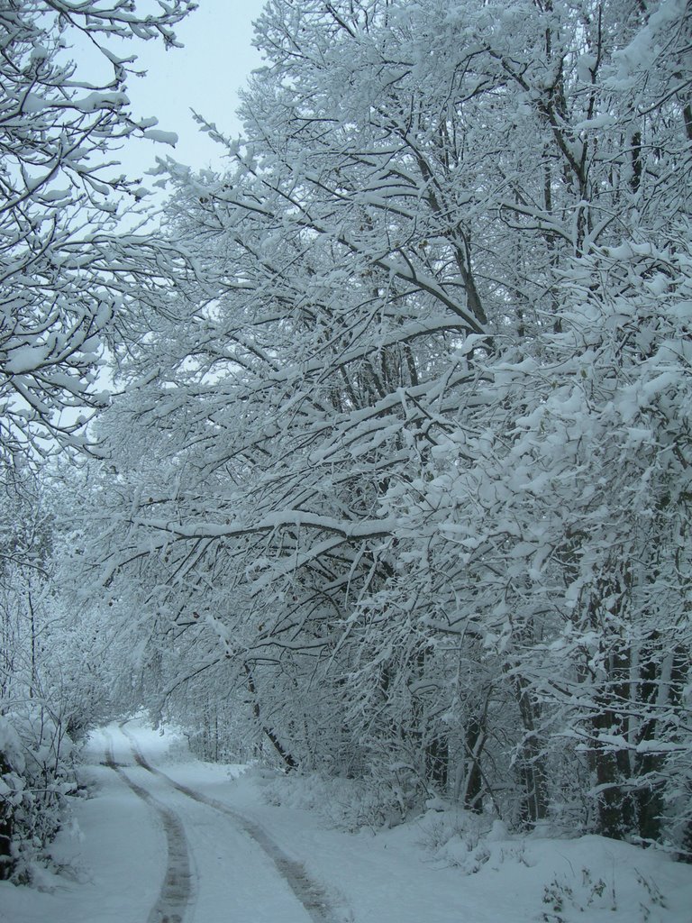 Arboles nevados by Beario