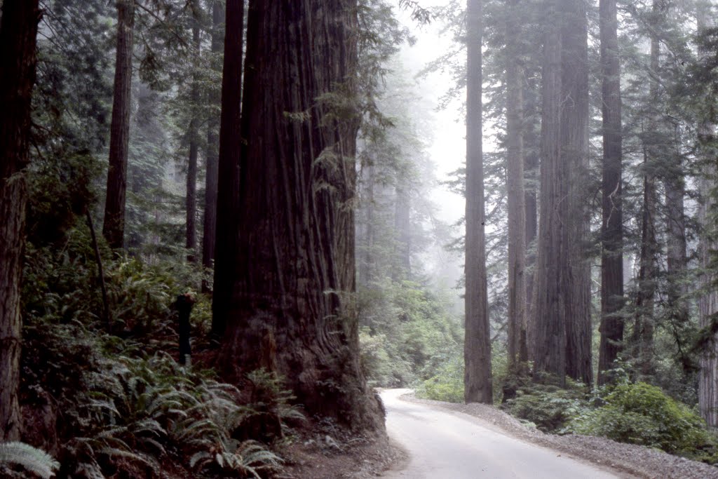 USA Redwood NP 1978 by Gerrit Jan van de Lagemaat