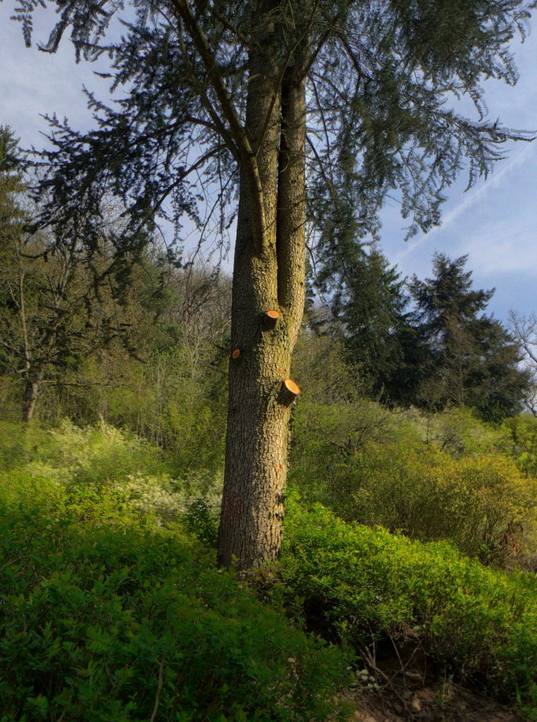 Tree near Castle of Vianden by Tjarko Evenboer