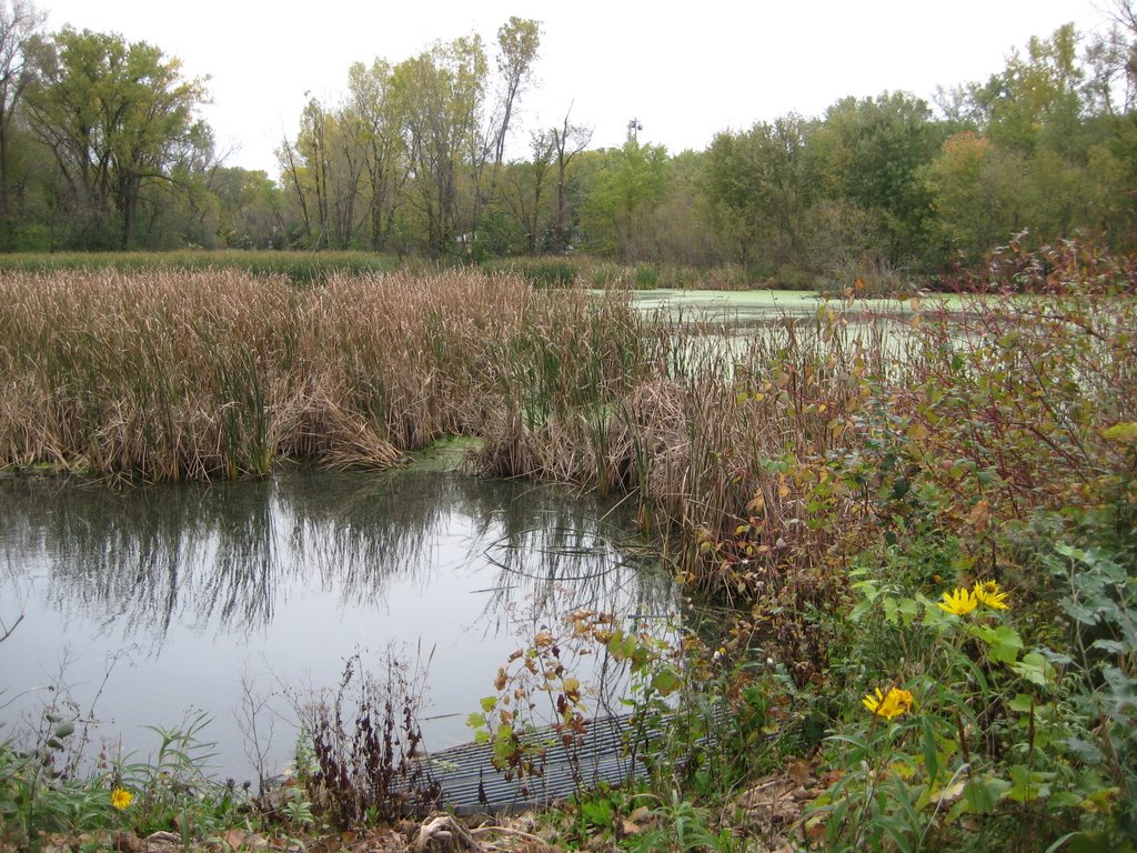 Villa Park pond by praxum